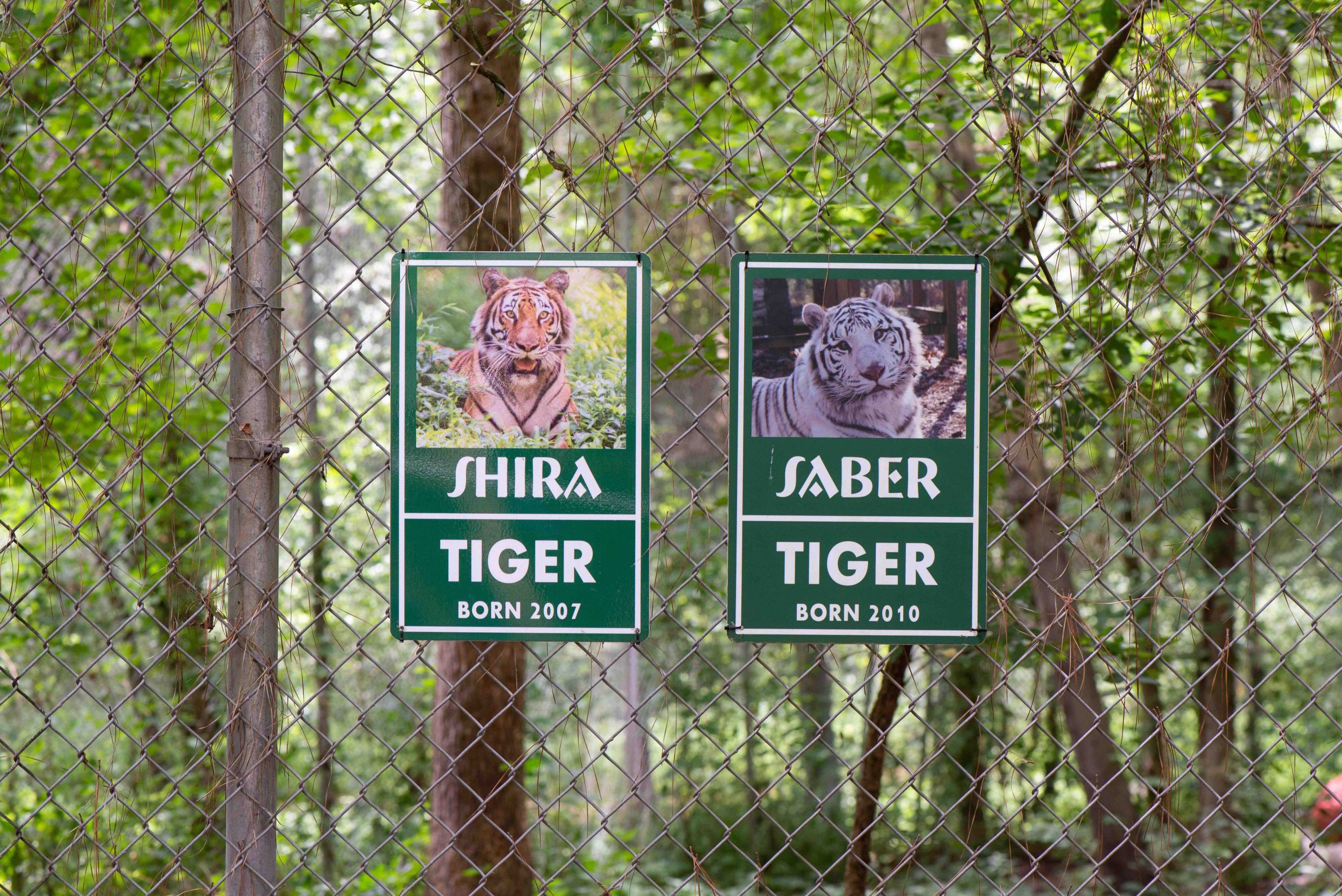 Tiger Enclosure featuring Two Tigers