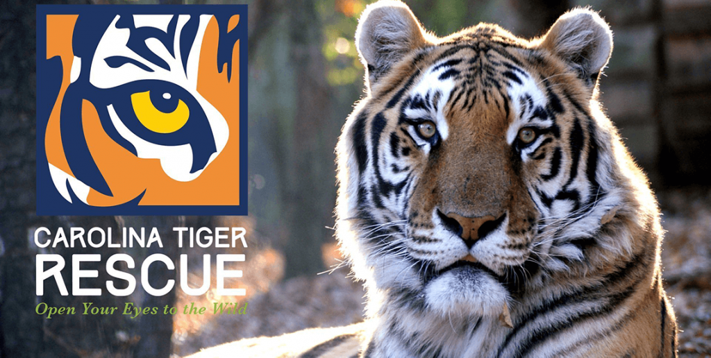 tiger with logo of carolina tiger rescue